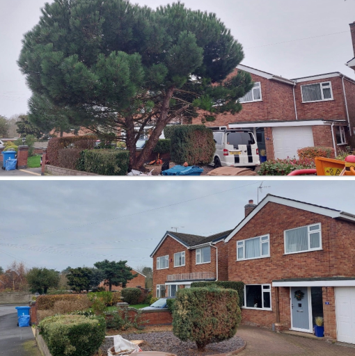 Wilshire Tree Services Patio 07 1770815432 Medium